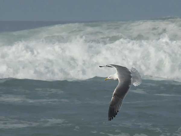 Etelänharmaalokki, Yellow-legged Gull, Larus michahellis